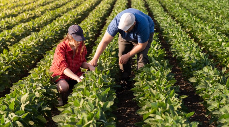 Agricultura familiar impacta produção de biodiesel