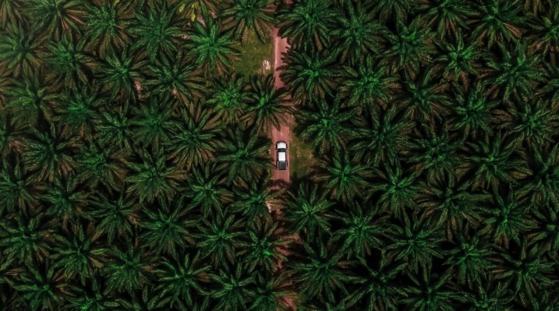 Grupo BBF desenvolve Agronegócio sustentável na região Amazônica