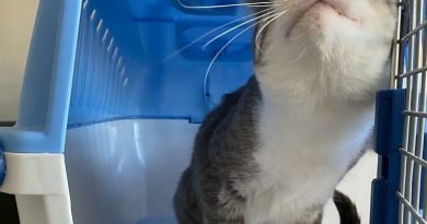 Manual da IATA designa normas para transporte aéreo de pets