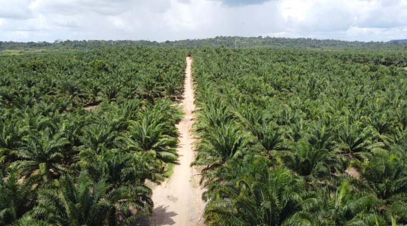 Óleo de Palma é utilizado na produção de biocombustíveis