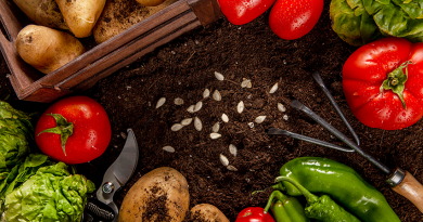 Superalimentos amazônicos retêm nutrientes da Terra Preta