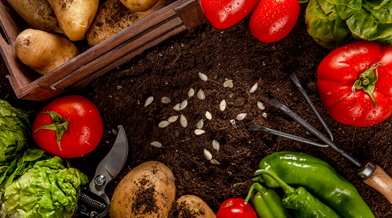 Superalimentos amazônicos retêm nutrientes da Terra Preta