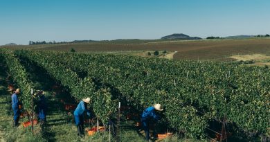 Como a Salton zerou o uso de herbicidas em vinhedos próprios
