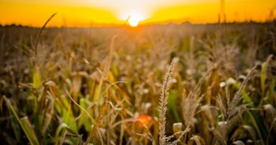 Evento reunirá nomes do marketing no agro nacional