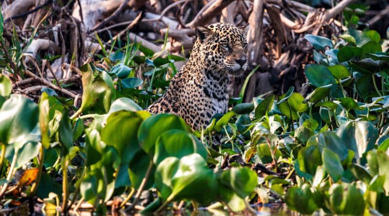 Felipe Cuoco expõe "O Chamado do Pantanal" em São Paulo
