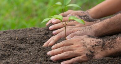 Promessas climáticas podem exigir 1 bilhão de hectares