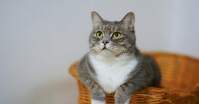 Elanco lança solução para tratar sintomas de DRC em gatos