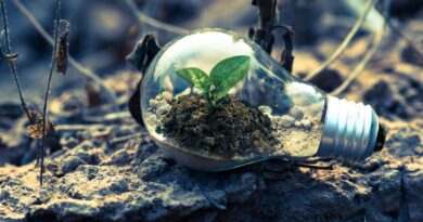 Sustentabilidade guia escolhas de 67% dos brasileiros