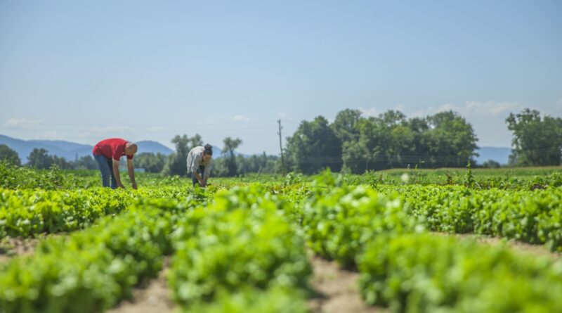 Excedentes da agricultura viram renda com apoio industrial