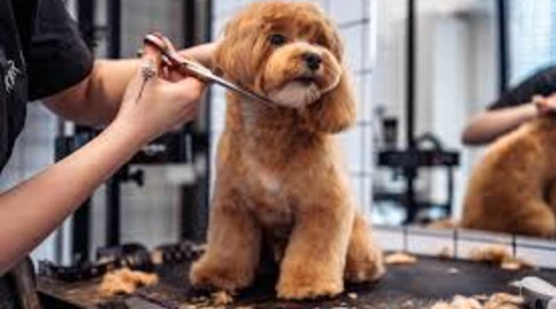 Profissão grooming está muito além de banho e tosa de pet