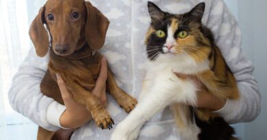 Lei contra realização de tatuagens e uso de piercings em cães e gatos é novidade
