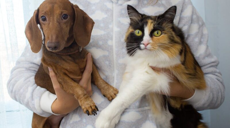 Lei contra realização de tatuagens e uso de piercings em cães e gatos é novidade