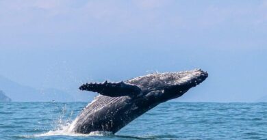 Litoral Norte de SP inicia temporada de baleias-jubarte e impulsiona turismo