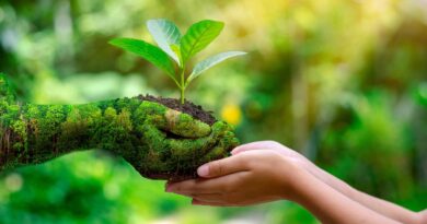 Turismo regenerativo incentiva a conservação ambiental