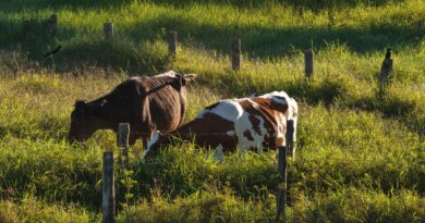 Fazenda no DF investe na produção de leite A2A2 orgânico