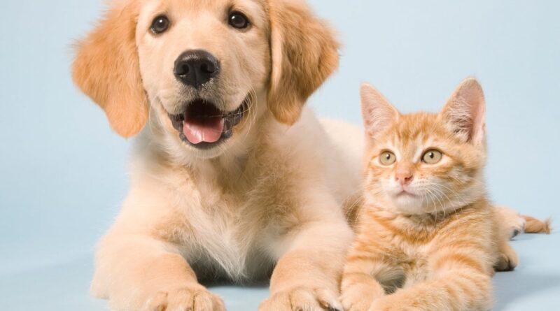 Dia Nacional de Adotar um Animal será comemorado pelo 25º ano consecutivo