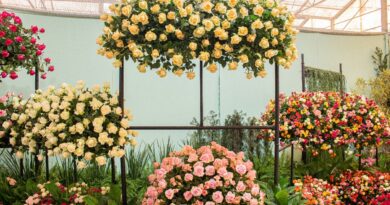 Festa de Flores e Morangos terá entrada solidária