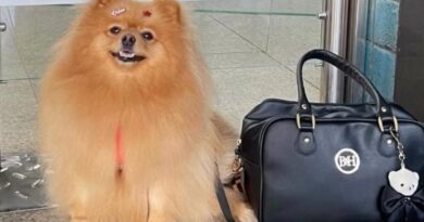 Criança autista ganha direito de andar com cão de suporte em condomínio