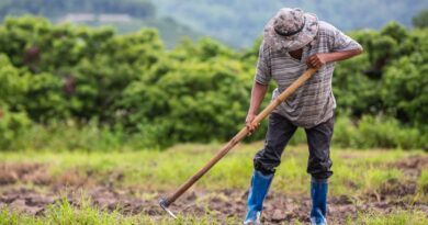 IAgro: solução permite emissão de Nota Fiscal Eletrônica por áudio no WhatsApp