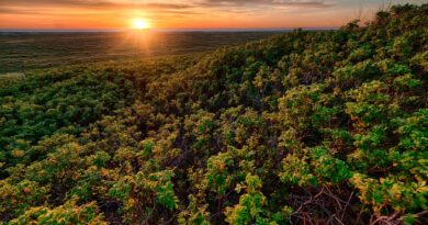 Ecora, certificadora de carbono, atuará em todos os biomas