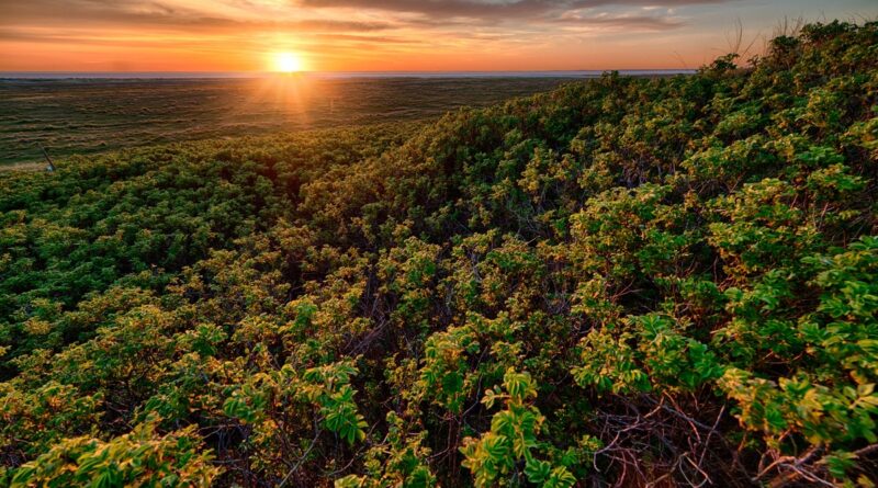 Ecora, certificadora de carbono, atuará em todos os biomas