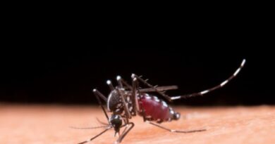 Casos de dengue caem, mas risco de surto ainda preocupa
