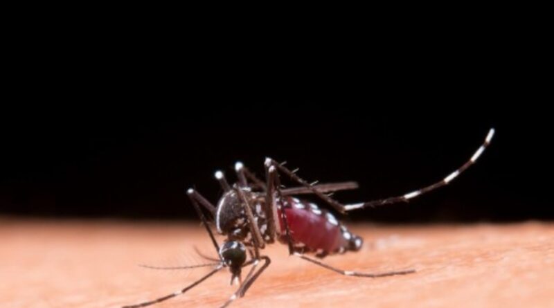 Casos de dengue caem, mas risco de surto ainda preocupa