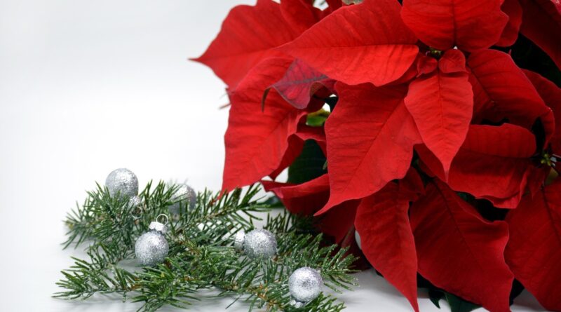 Giuliana Flores prevê aumento de 25% nas vendas no Natal