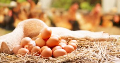 Giraffas reforça norma de uso obrigatório de ovos cage-free
