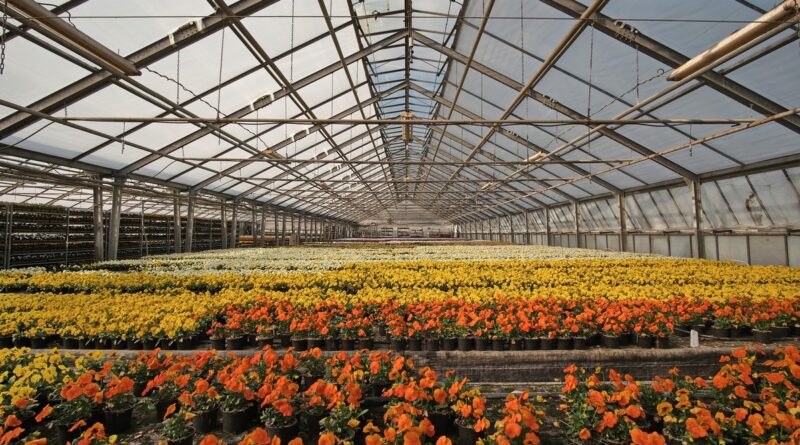 Altas temperaturas exigem atenção redobrada com flores e plantas no verão
