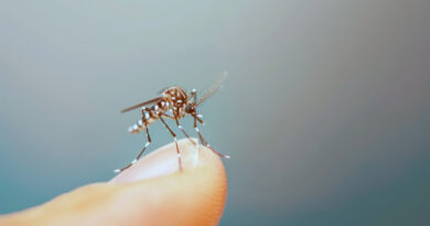 Tecnologia cria proteção contínua contra o Aedes aegypti