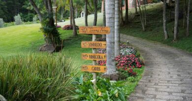 Enoturismo amplia concorrência e exige diferenciação