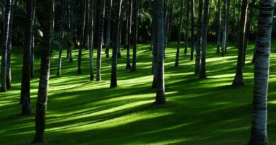 Mercado de carbono impulsiona a agenda ambiental e econômica
