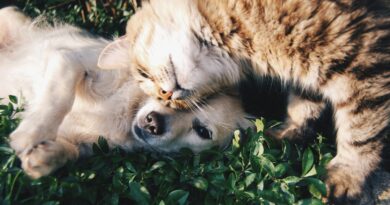 Campanha alerta para doença renal em pets no Brasil