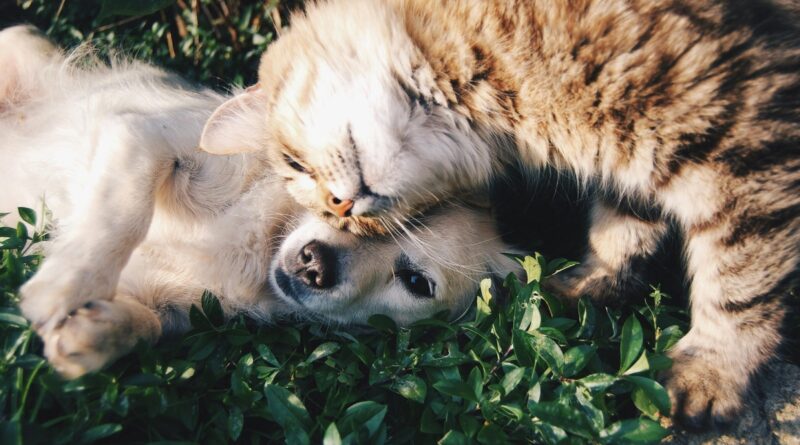 Campanha alerta para doença renal em pets no Brasil