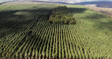Setor florestal avança em MG e projeta ciclo 2026-2030