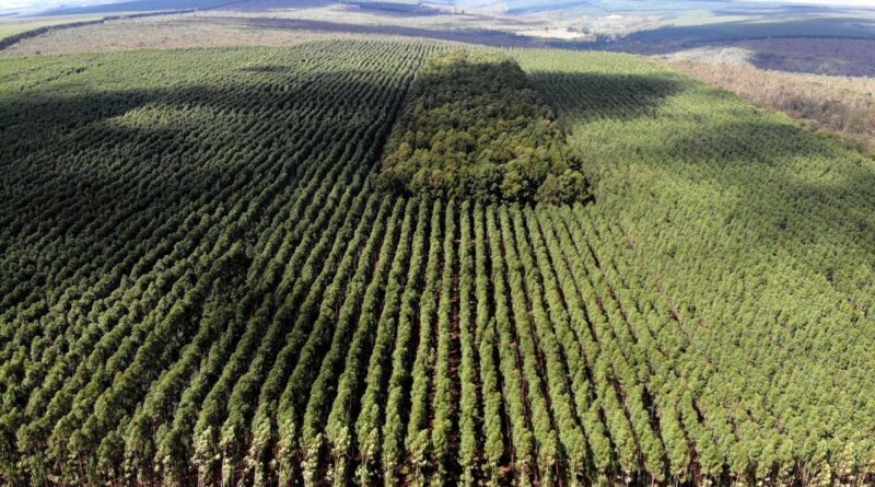 Setor florestal avança em MG e projeta ciclo 2026-2030