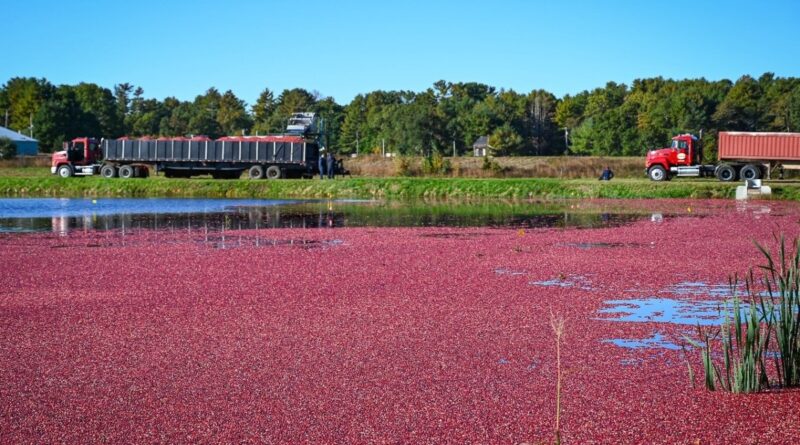 Cranberries impulsionam a cultura alimentar norte-americana