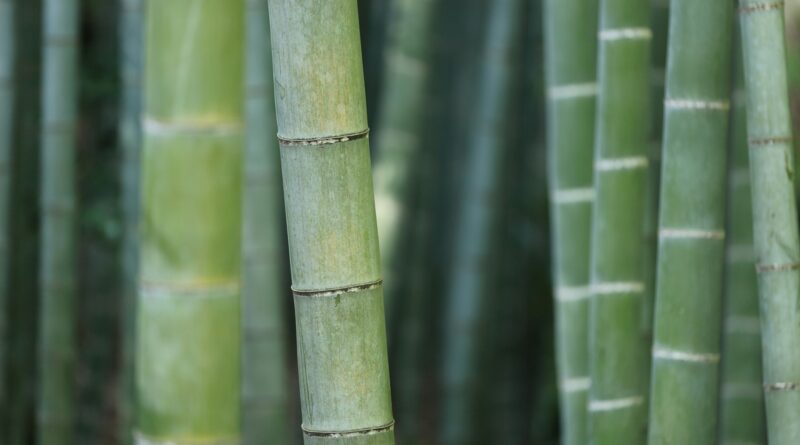 Bambu reúne propriedades que ampliam seu uso no lar