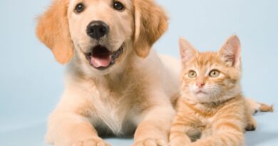 Abandono de animais é crime e segue em alta no Brasil