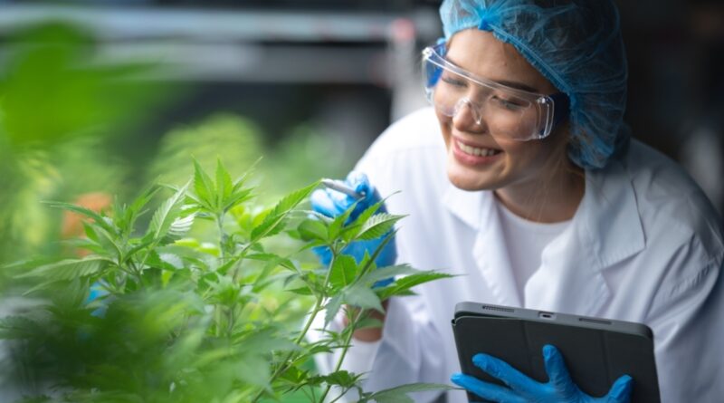 Cannabis medicinal amplia debate industrial no Brasil