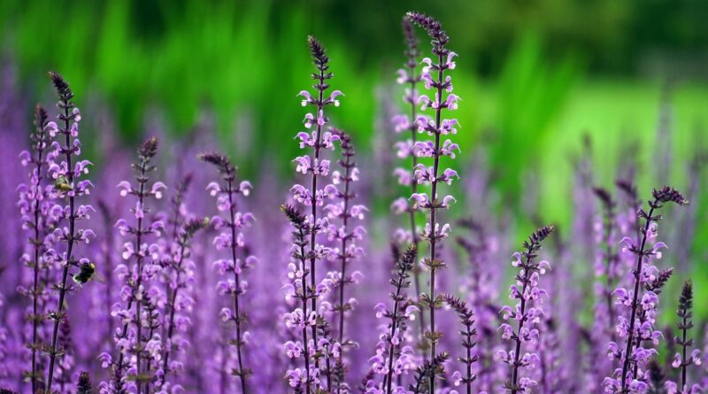 Plantas exigem cuidados específicos conforme o ambiente