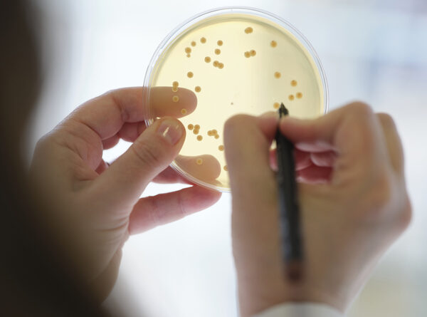 Probióticos em vez de antibióticos na produção animal