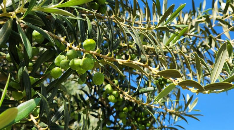 Produção de azeitonas na Califórnia otimiza a importação