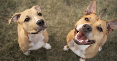 Elanco trata mais de 2 milhões de cães com Zenrelia