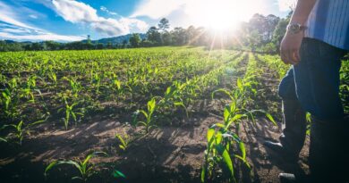 Novo El Niño reforça importância da gestão de riscos no agro