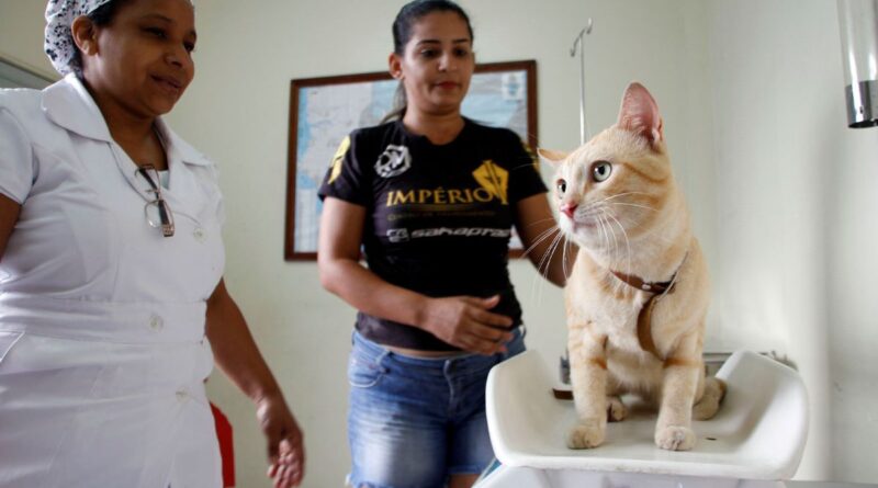Serviço de castração da Prefeitura de Manaus abre vagas para agendamento na quarta-feira, 15/7