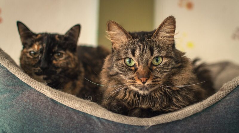 Elanco lança tratamento oral diário para diabetes felina