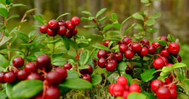 Cranberry: uma fruta repleta de benefícios para a saúde