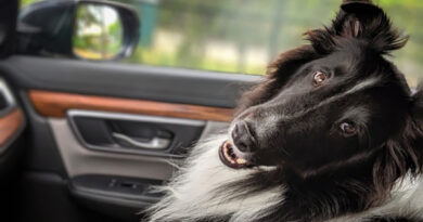 Turismo pet friendly ganha força nas estâncias paulistas